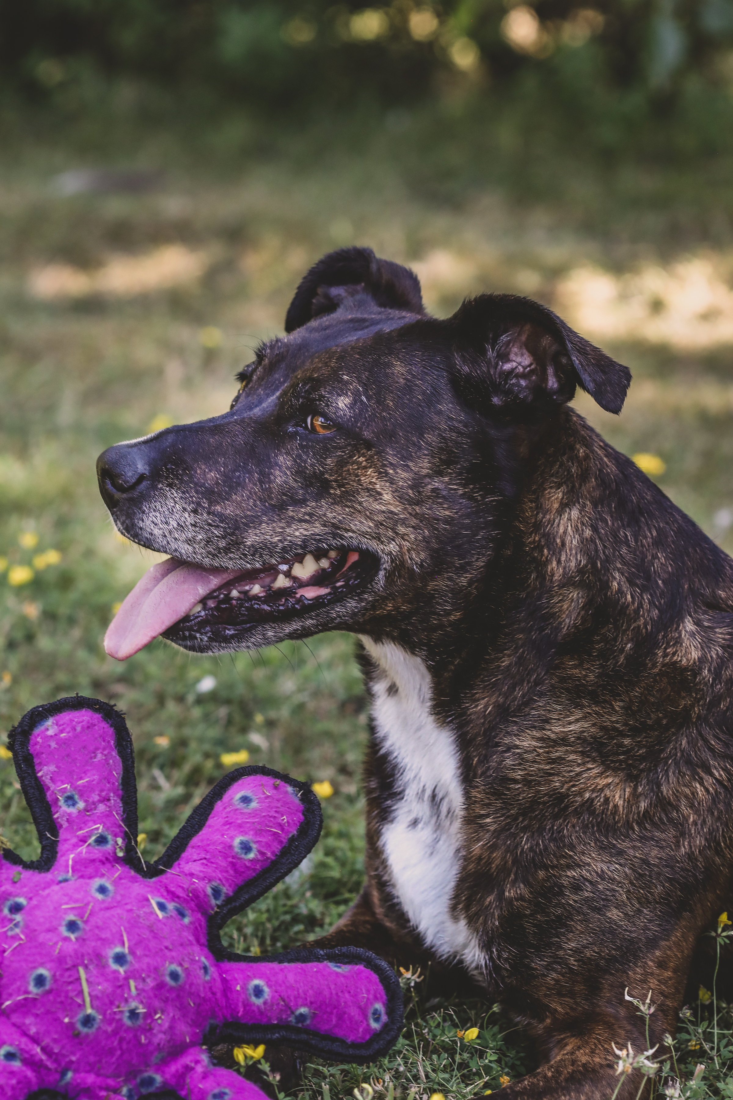 Homemade dog clearance shampoo and conditioner